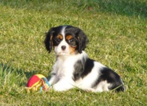 Refus de permis pour un élevage Refus de permis pour un élevage