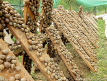 Présence de l'éleveur Présence de l'éleveur