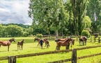 Maison et exploitation agricole