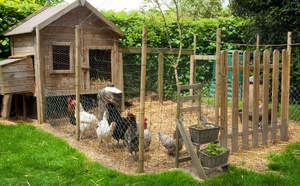 Poulets contre poissons