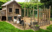 Poulets contre poissons